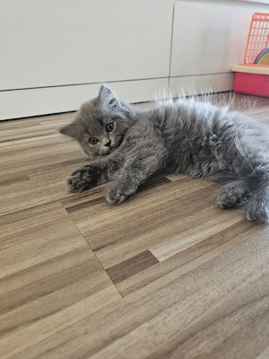BKH Langhaar Kitten   Blue