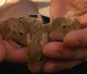 Liebevolle Degu Jungs abzugeben