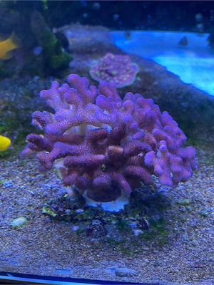 Meerwasser Korallen Fiji Stylopora