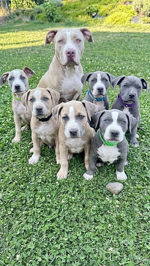 American Bully XL Welpen - liebevoll in der Familie aufgezogen   ab sofort abgabebereit