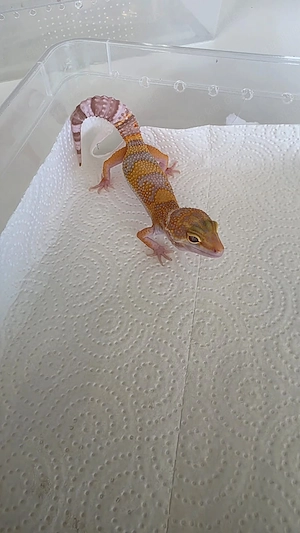 Leopardgecko Nachzuchten 003 Bild 3