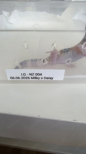Leopardgecko Nachzuchten