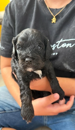  Cavapoo  