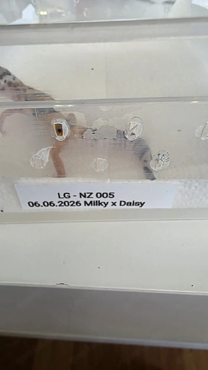 Leopardgecko Nachzuchten