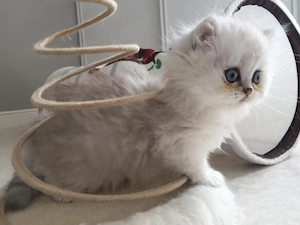 Süßes Perser-Kitten zur Abgabe