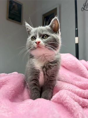    Süße Kitten suchen ein liebevolles Zuhause   