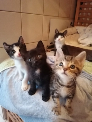 Kitten Katzenbaby Katzenwelpen Handaufzucht 