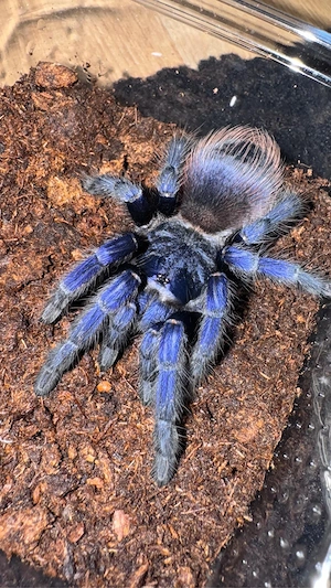 Lasiocyano Pterinopelma Sazimai Weibchen 5cm KL