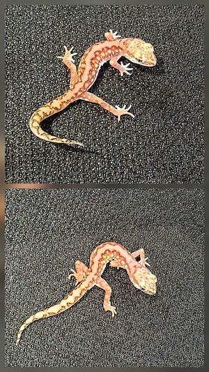 Perlen-Gecko 