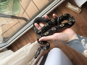 IMG Boa Constrictor 0.1