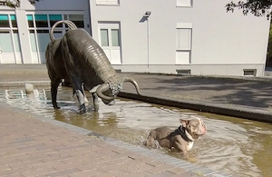 Suche Wohnung, English Bulldog 