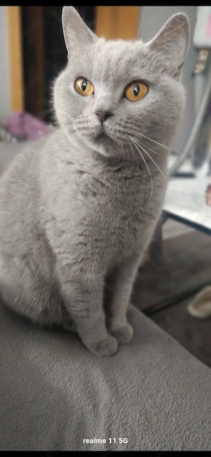 Katzen suchen neue zuhause für immer 