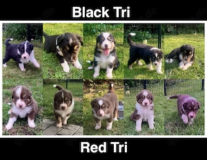 Reinrassige Australian Shepherd Welpen in Red Tri und Black Tri
