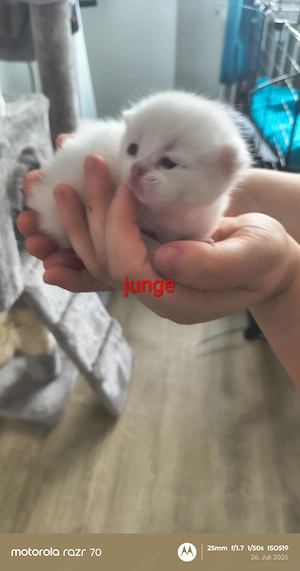 Bkh kitten 
