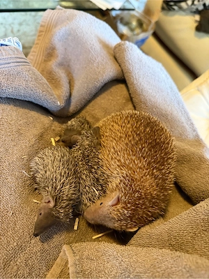 Igel Tanreks 