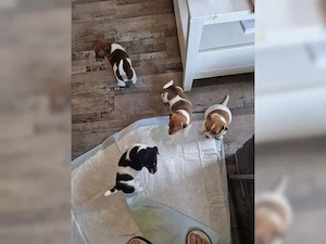 5Reinrassige Jackrassel Zwerge 2Mädchen und 3 Jungs .
