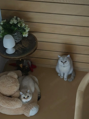 Bkh kitten 