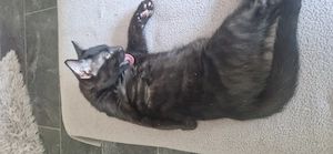 Noch 1 kleiner Kater sucht sein Zuhause 