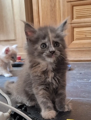 Maine Coon Kitten 
