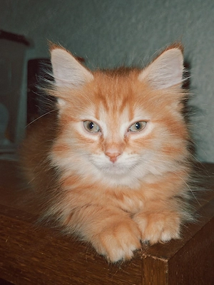 Kater abzugeben