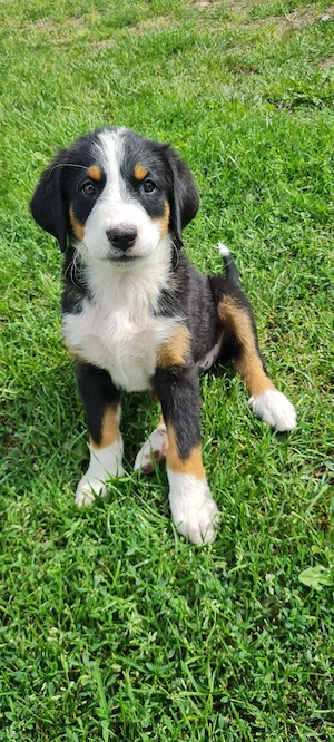 Berner sennen Welpen 