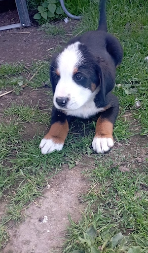 Berner sennen Welpen 