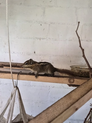 chinesische baumstreifenhörnchen