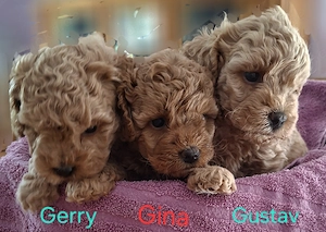 Maltipoo Welpen