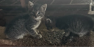 Katzenbabys Kitten Kätzchen suchen liebevolles Zuhause Bild 5