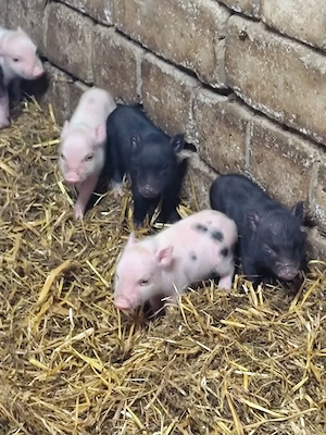 Minischweinferkel Sauen und Eber 