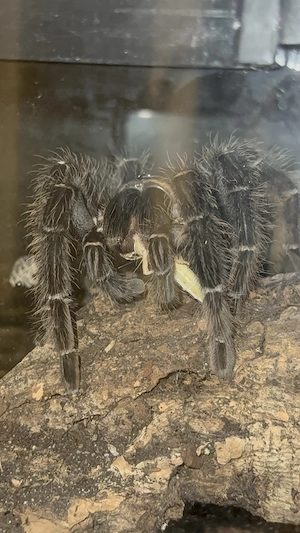 Vogelspinnen Hobbyaufgabe