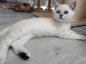 BKH Britisch Kurzhaar kitten  (Silver Shaded Point), 12 Wochen alt, sucht liebevolles Zuhause