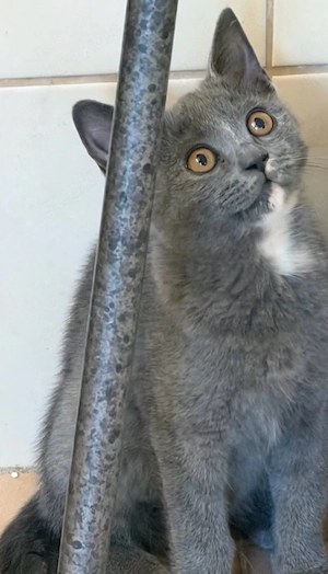 bkh kitten sucht ein zuhause
