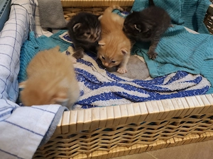 Kitten warten auf ein neues Zuhause 