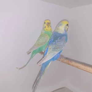 Echte Rainbow Wellensittiche - Farbwellensittiche