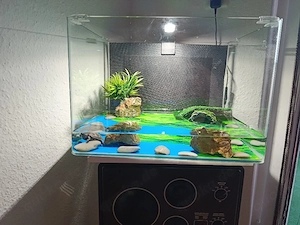 Aquarium wasserschildkröten