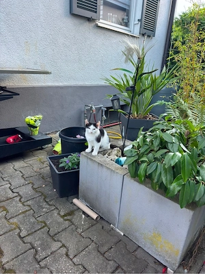 2 süße racker suchen noch ein liebevolles zuhause