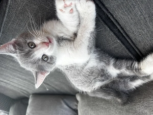Liebevolle bkh Kitten suchen ein neues Zuhause
