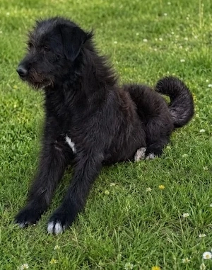 Alba, sucht Happy-Home 