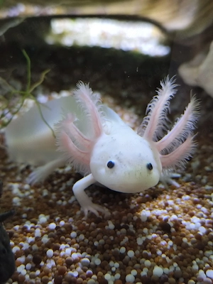 Axolotl Jungtiere versch. Farben