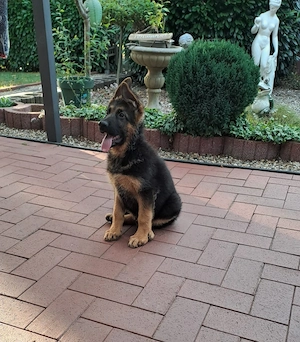 Schäferhundwelpe-Rüde 10 Wochen alt