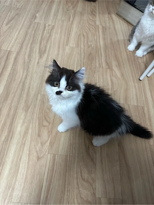 Kitten 3 Monate
