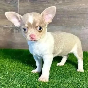 Charmante Chihuahua-Welpen   klein, süß und voller Liebe   