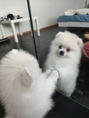Tom Pomeranian Spitz, sucht eine Familie   