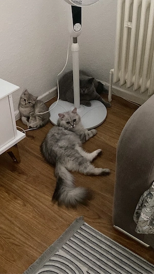 Bkh mix kitten 