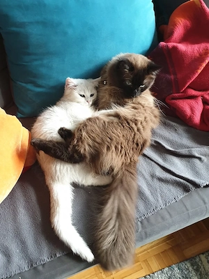 Bob & Marley suchen ein neues Zuhause