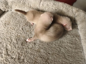 Frettchenbabys