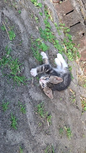 4 kleine Katzen abzugeben 