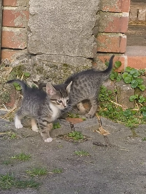 4 kleine Katzen abzugeben 