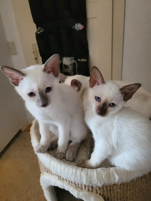 Siamese babykatzen 3 Monate alt,  geb.  